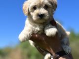 Küçük Maltipoo Kızlarım