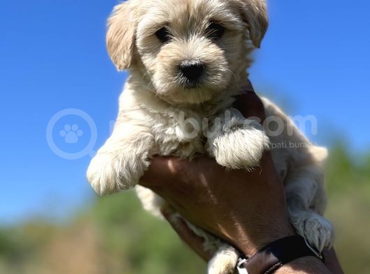 Küçük Maltipoo Kızlarım görsel