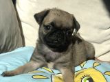 Tatlı Pug Yavrum
