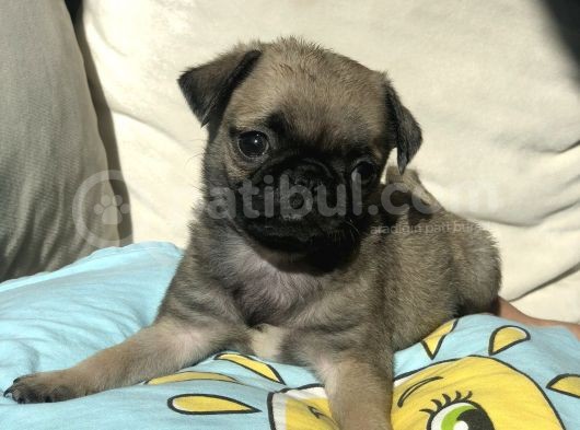 Tatlı Pug Yavrum görsel
