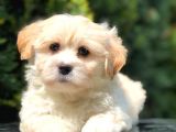 Secerili Anne Baba Maltipoo