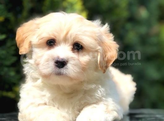 Secerili Anne Baba Maltipoo görsel