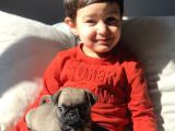 Tatlı Pug Yavrum