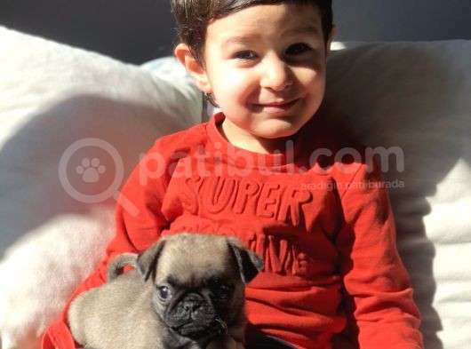 Tatlı Pug Yavrum görsel