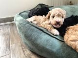 Toy Poodle Erkek