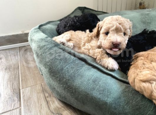 Toy Poodle Erkek