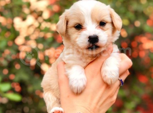 Maltipoo Yavrularım