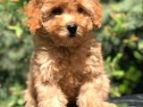 Koyu Aplicot Renk Orjinal Toy Poodle Yavrumuz