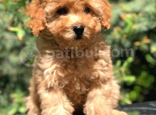 Koyu Aplicot Renk Orjinal Toy Poodle Yavrumuz
