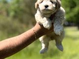 Maltipoo Bebeklerim
