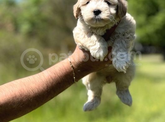 Maltipoo Bebeklerim görsel