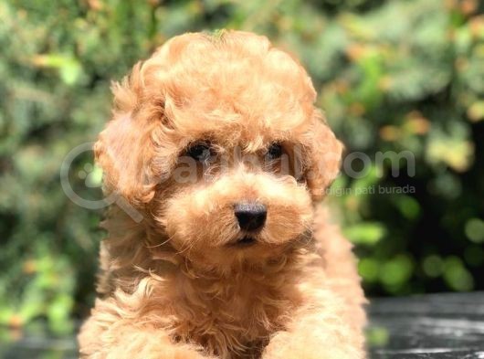 İkizlerin En Tatlısı Toy Poodle Yavrumuz görsel