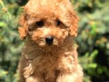 Koyu Aplicot Renk Orjinal Toy Poodle Yavrumuz
