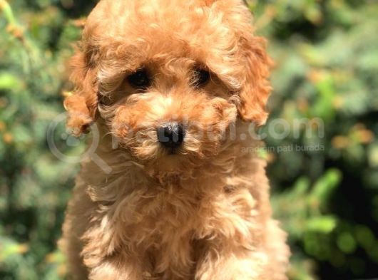 Koyu Aplicot Renk Orjinal Toy Poodle Yavrumuz görsel