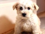 Güzeller Güzeli Maltipoo Kızım