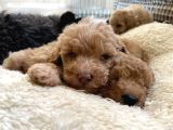Toy Poodle Erkek