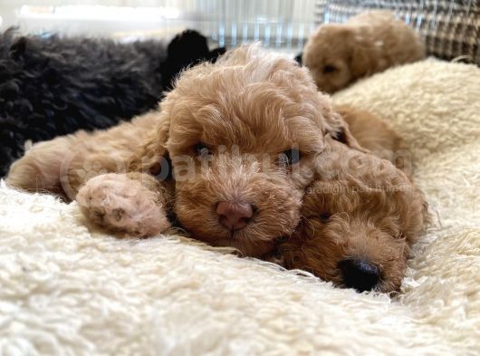 Toy Poodle Erkek görsel
