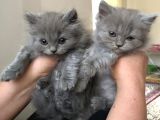 2 Aylık Bir Dişi Bir Erkek British Yavrularımız