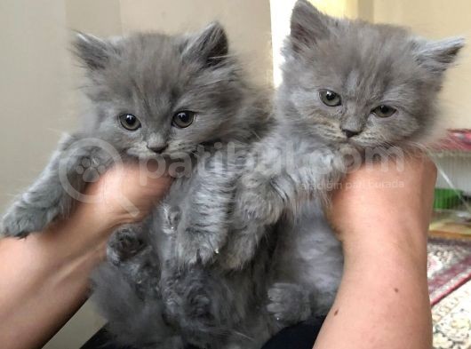2 Aylık Bir Dişi Bir Erkek British Yavrularımız görsel