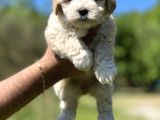 Maltipoo Bebeklerim