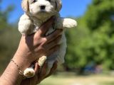 Güzeller Güzeli Maltipoo Kızım