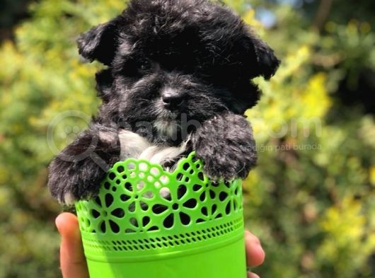 Özel Ve Nadir Renkteki Black Maltipoo Yavrumuz görsel