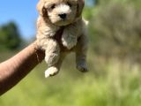 Küçük Maltipoo Kızım