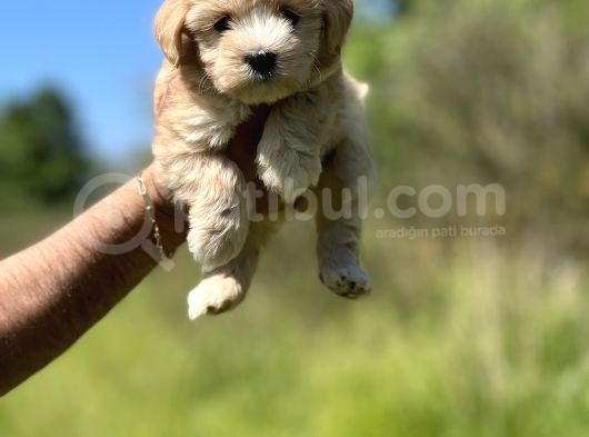Küçük Maltipoo Kızım
