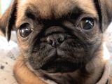 Tatlı Pug Yavrum