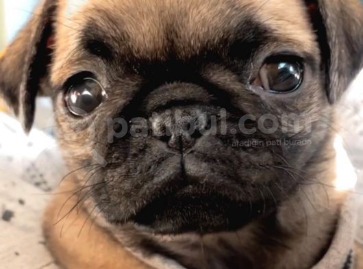 Tatlı Pug Yavrum