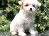 Xs Wc Eğitimli Maltipoo