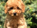 Koyu Aplicot Renk Orjinal Toy Poodle Yavrumuz