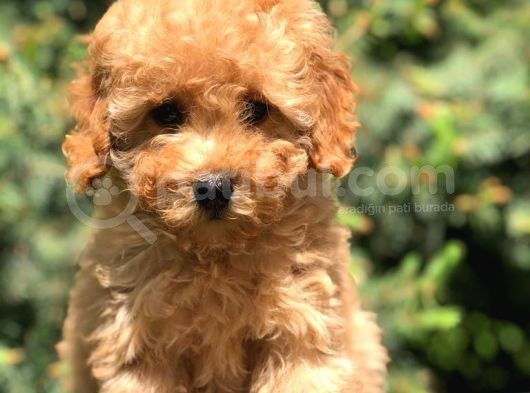 Koyu Aplicot Renk Orjinal Toy Poodle Yavrumuz görsel