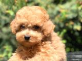 İkizlerin En Tatlısı Toy Poodle Yavrumuz