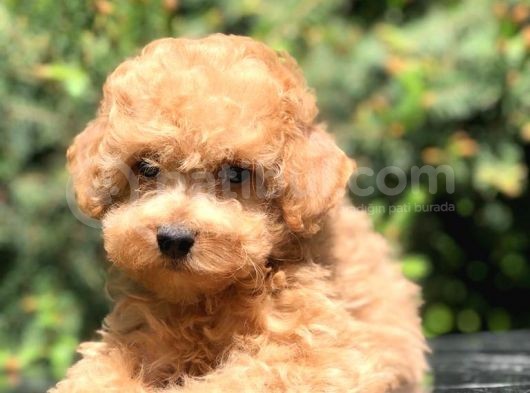 İkizlerin En Tatlısı Toy Poodle Yavrumuz görsel