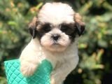 Three Color Xs Morkie Yavrumuz
