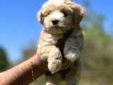 Küçük Maltipoo Kızım