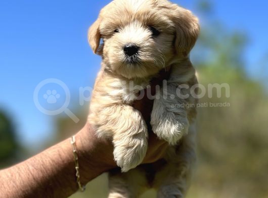 Küçük Maltipoo Kızım görsel