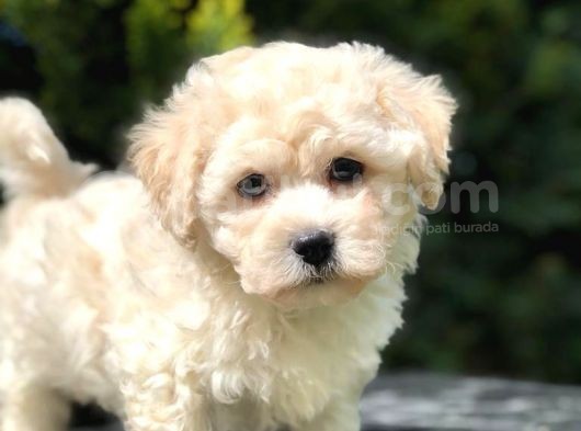 F2 Maltipoo Yavrumuz
