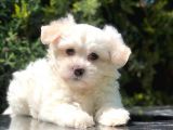 Toy Face Maltipoo Yavrumuz