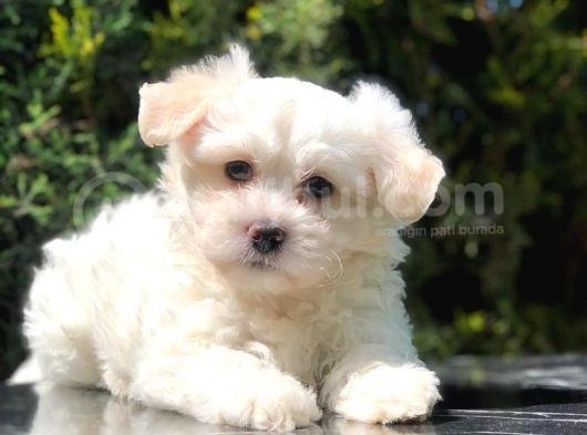 Toy Face Maltipoo Yavrumuz
