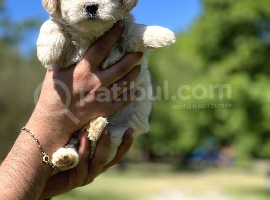 Güzeller Güzeli Maltipoo Kızım