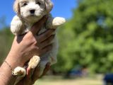 Güzeller Güzeli Maltipoo Kızım