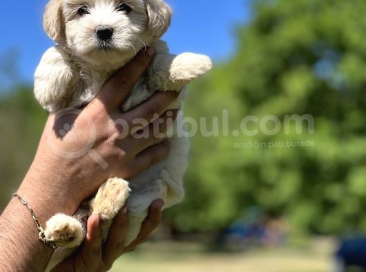 Güzeller Güzeli Maltipoo Kızım görsel