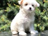 Xs Wc Eğitimli Maltipoo