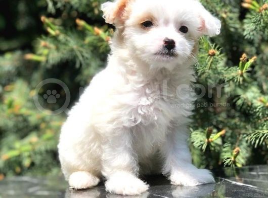 Xs Wc Eğitimli Maltipoo görsel