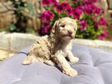 Toy Poodle Erkek
