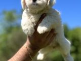 Kar Beyaz Maltese Bebeğim