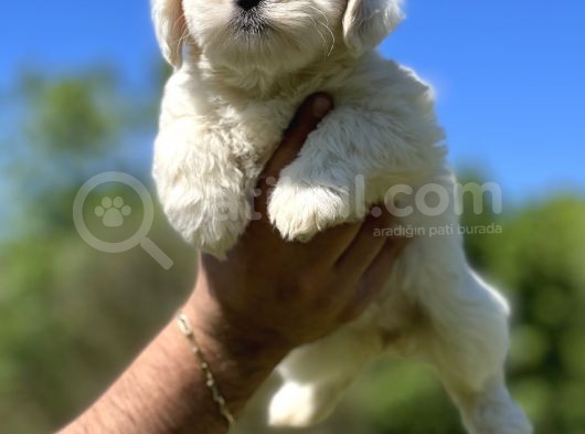 Kar Beyaz Maltese Bebeğim