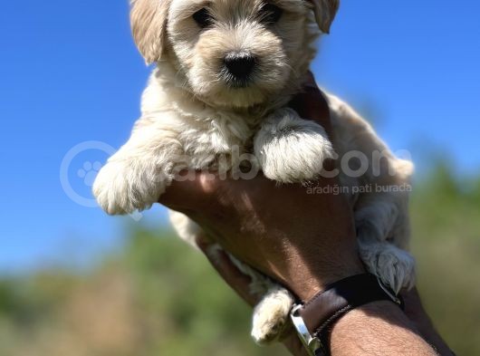 Küçük Maltipoo Kızlarım görsel